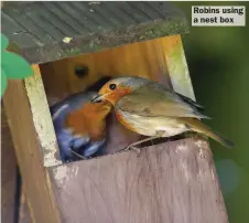  ?? ?? Robins using a nest box