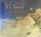  ?? DEAN HENSLEY/TIMES-NEWS ?? Charlotte, a stingray that is about to give birth through parthenoge­nesis, swims in her tank at the Aquarium and Shark Lab by Team ECCO in Hendersonv­ille.