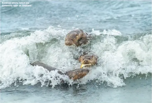  ?? ?? Eurasian otters, which are commonly seen on Shetland