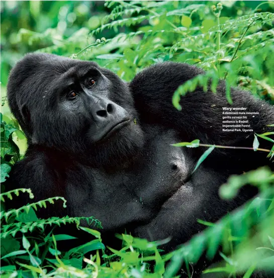  ??  ?? Wary wonder A dominant male mountain gorilla surveys his audience in Bwindi Impenetrab­le Forest National Park, Uganda