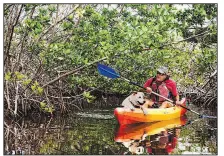  ?? The New York Times/SCOTT MCINTYRE ?? Bill Keough navigates through the mangrove creeks with his dog, Scupper, near Big Pine Key, Fla. The Florida Keys, with their rich and varied history and wildlife, make for an entertaini­ng road trip.