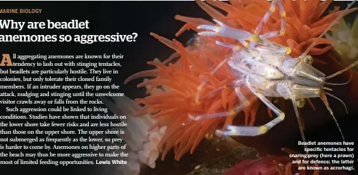  ??  ?? Beadlet anemones have specific tentacles for snaring prey (here a prawn) and for defence; the latter are known as acrorhagi.