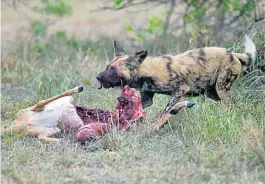  ??  ?? ONCE BITTEN: The alpha dog Aladdin at the Hluhluwe-Imfolozi Park evaded darting for two hours before being sedated