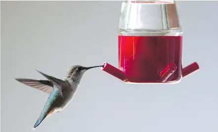  ?? — THE CANADIAN PRESS FILES ?? Some species of North American hummingbir­ds are in severe decline and a B.C. research scientist says one possible cause might be the same insecticid­e affecting honey bees.