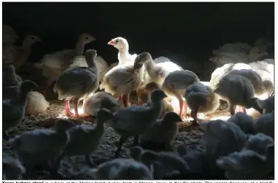  ?? (AP) ?? Young turkeys stand in a barn at the Moline family turkey farm in Mason, Iowa, in this file photo. The recent discovery of a bird flu outbreak on a commercial turkey farm in Indiana has farmers on alert, fearing a repeat of a widespread bird flu outbreak in 2015 that killed 50 million birds across 15 states.