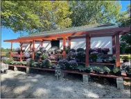  ?? ?? Nagel’s Farm Market and Pumpkin Patch mums are new.