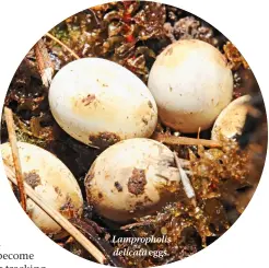  ??  ?? Lamprophol­is delicata eggs.