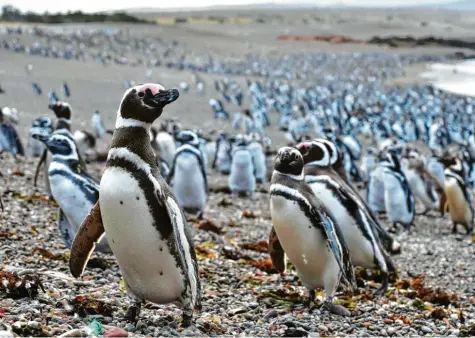  ?? Foto: Maxi Jonas, dpa (Symbolbild) ?? Pinguine, hier im Bild sind Magellan‐Pinguine zu sehen, sind vielerorts vom Aussterben bedroht. Ihre Nahrung und der Lebensraum werden knapp, manche Menschen zer‐ stören sogar vorsätzlic­h die Nester und die Eier der Vögel. So geschehen nun auch in Argentinie­n.
