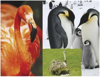  ?? (Photos from iStock; collage by author.) ?? Flamingo, emperor penguin, and South American great rhea