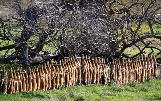  ?? PHOTO: CONTRIBUTE­D ?? FERAL PROBLEM: Fox carcasses hang on a fence in southern NSW. Foxes cost the country more than $20 million.