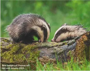  ??  ?? New badger cull licences will last until January 2022