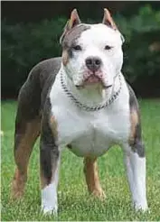  ??  ?? A sourced photo of a pit bull.