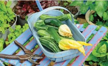  ??  ?? Tasty goodness: Courgettes have become favourite summer vegetables