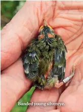  ??  ?? Banded young silvereye.