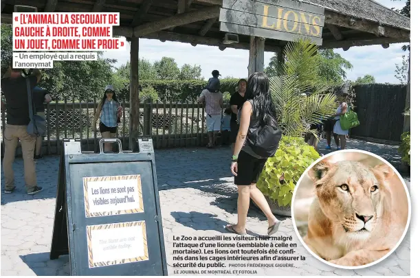  ??  ?? Le Zoo a accueilli les visiteurs hier malgré l’attaque d’une lionne (semblable à celle en mortaise). Les lions ont toutefois été confinés dans les cages intérieure­s afin d’assurer la sécurité du public.