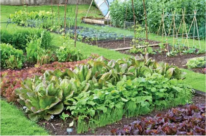  ?? ?? PICK YOUR OWN: Sow in a sunny spot now and you can have tasty leaves for your table within 21 days