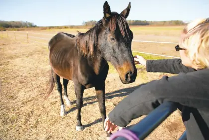  ?? STEPHEN M KATZ/STAFF ?? Daniela Gaughan pets Rockstar, a neglected racehorse she recently rescued in Camden County, on Wednesday.