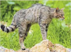  ?? FOTO: DPA ?? Katzenbuck­el: Wildkatze in Hab-Acht-Stellung.