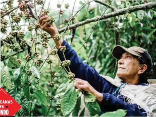  ??  ?? SELECTIVO. Sólo 1 o 2% del grano de café verde que se cultiva en el mundo cumple los estándares que busca la empresa para sus cápsulas de Nespresso.