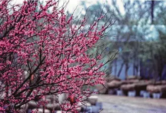  ?? Treesearch Farms ?? Texas redbud is among the first trees to flower in early spring.