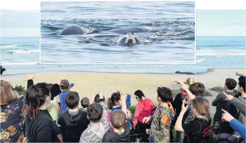  ?? PHOTOS: STEPHEN JAQUIERY ?? Whale of a time . . . Big Rock School pupils wait to catch a glimpse of some southern right whales (inset) swimming off the coast of Brighton yesterday.