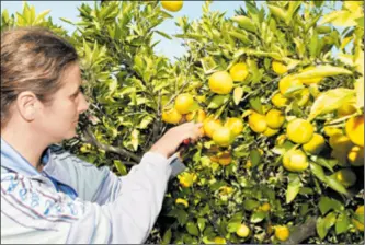  ??  ?? BERBA ranih sorti zorice, ichimaru i chahare pri kraju je, što znači da je obrana trećina uroda mandarina u Dalmaciji