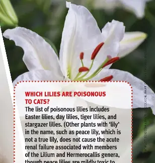 WHICH LILIES ARE POISONOUS TO CATS? - PressReader