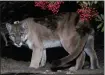  ?? MIGUEL ORDENANA VIA AP ?? A mountain lion known as P-22 is photograph­ed in Los Angeles. The popular puma gained fame and shone a spotlight on the troubled population of California's cougars.