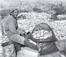  ??  ?? Gathering toheroa on Ninety Mile Beach in September 1937. In 1940, Northland factories canned a record 77 tonnes of the delicacy.