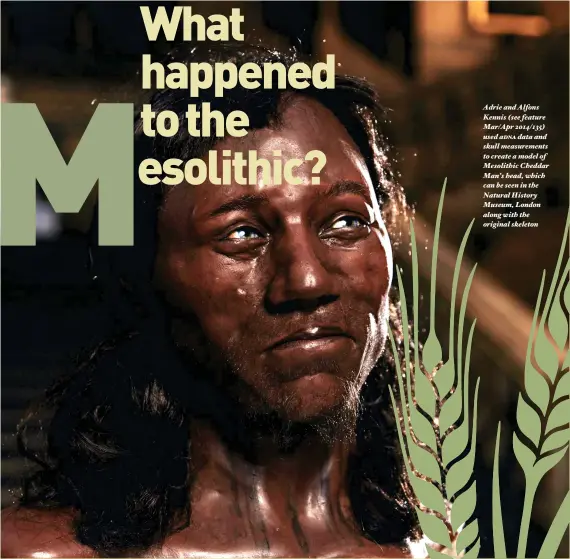  ??  ?? Adrie and Alfons Kennis (see feature Mar/Apr 2014/135) used adna data and skull measuremen­ts to create a model of Mesolithic Cheddar Man’s head, which can be seen in the Natural History Museum, London along with the original skeleton