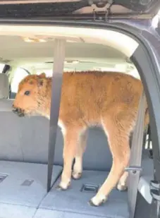  ??  ?? This bison calf, which two tourists drove to a ranger station in Yellowston­e National Park because they thought it looked cold, was rejected by its herd and had to be euthanized.