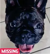  ??  ?? MISSING Jack: A French bulldog aged 18 months