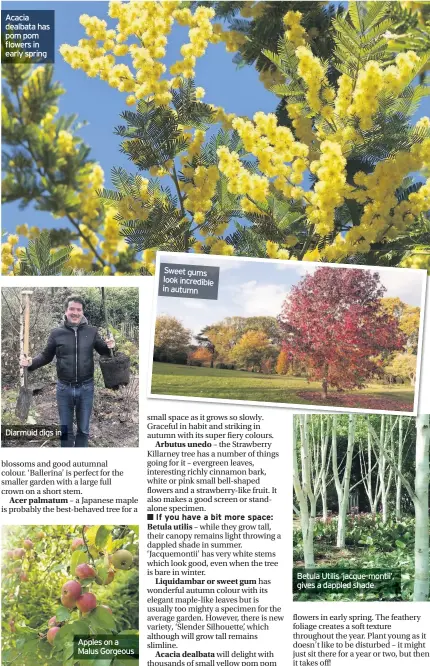  ??  ?? Acacia dealbata has pom pom flowers in early spring
Apples on a Malus Gorgeous
Sweet gums look incredible in autumn