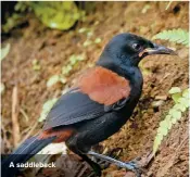  ??  ?? A saddleback