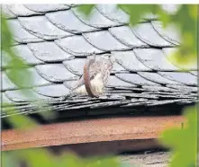  ?? ?? Wer aufmerksam durch Zons geht, kann die Tiere auf Dächern und in Spalten entdecken.