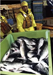  ?? Yomiuri Shimbun file photo ?? The first seasonal catch of chum salmon is seen at Habomai Fishing Port in Nemuro, Hokkaido, in April last year.