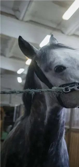  ??  ?? Vänskap. Michail Kizimovs åttaåriga westfalisk­a hingst Lancaster kallas Seryj (Grålle) och är en stor personligh­et.