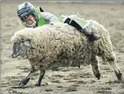  ?? Chieko Hara Portervill­e Recorder ?? ALAMEDA COUNTY bans “mutton busting” — an event in which kids try to stay on the backs of sheep.