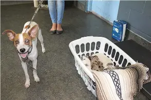  ?? Staff photos by Karl Richter ?? right
A dog is shown after being reunited with three of her puppies on Friday at the Texarkana Animal Care and Adoption Center.