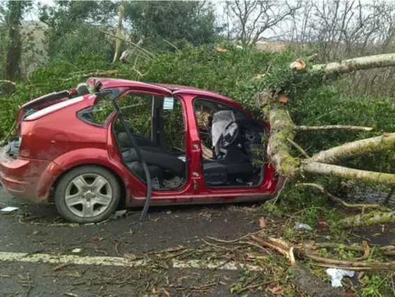  ?? (PA) ?? High winds brought down many trees, including this one yesterday on the A49 north of Church Stretton in Shropshire. Two occupants were injured