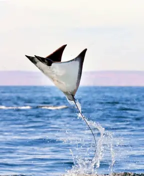  ?? ?? Clockwise from left: Cacti punctuate the desert outside La Ventana in Baja California Sur; chocolate clams are native to the region of Baja California; Chileno Bay Beach and rock formations near Cabos San Lucas; a mobula ray, also called manta cubana, flying over the Sea of Cortez