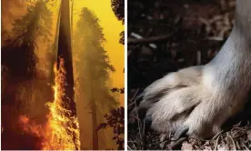  ?? Photograph: Getty Images ?? Once the wildfire burned through the land, it paved the way for an open forest – loved by ranchers and wolves alike.