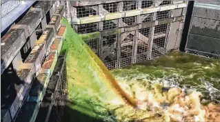  ?? ANDREW RUIZ / WPTV NEWSCHANNE­L 5 ?? Algae-laden water from Lake Okeechobee pours into the St. Lucie River at St. Lucie Locks and Dam on Friday. Microcysti­n toxin levels are high in the St. Lucie and Caloosahat­chee estuaries.