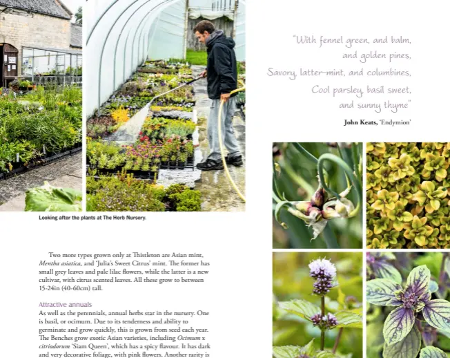  ?? Photograph­y: Richard Faulks ?? Looking after the plants at The Herb Nursery. Clockwise from top left: the unusual Egyptian ‘walking’ onion; variegated thyme ‘Archer’s Gold’; eau de Cologne mint; a new basil, delicately flavoured ‘African Blue’.