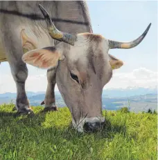  ?? FOTO: LRA LINDAU ?? Jene Tiere, die im vergangene­n Jahr den Sommer auf Alpen verbracht hatten, sind alle ohne Rindertube­rkulose zurückgeke­hrt, haben die jetzt ausgewerte­ten Tests ergeben.