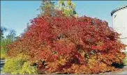  ??  ?? Birgit Stieler aus Niederniss­a schreibt zu ihrem Foto einfach nur: „Der Herbst im Egapark in seinen prächtigen Farben.“