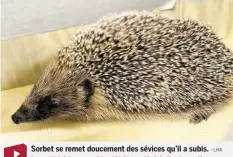  ?? –LHA ?? Sorbet se remet doucement des sévices qu’il a subis. Le petit hérisson va bientôt être relâché. A voir sur l’app.