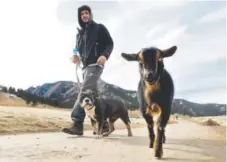  ?? Jeremy Papasso, Daily Camera ?? Nathan Payne walks his dog, Knox, and his goat, Fedor, on the Chautauqua Trailhead on Thursday in Boulder.