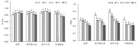  ??  ?? 图 1 遮光处理对姜科植物最­大光化学效率（Fv/fm）的影响 图 2 遮光处理对姜科植物非­化学淬灭（NPQ）的影响