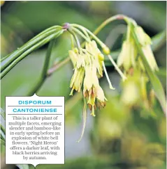  ??  ?? DISPORUM
CANTONIENS­E This is a taller plant of multiple facets, emerging slender and bamboo-like in early spring before an explosion of white bell flowers. ‘Night Heron’ offers a darker leaf, with black berries arriving by autumn.